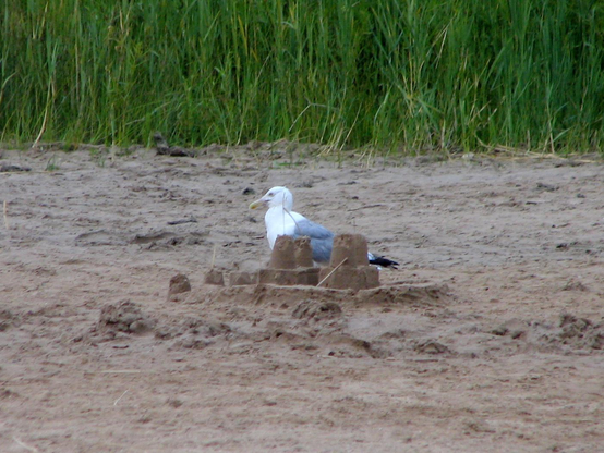 Gull next to small sand castle on a beach with tall green grass in the background.