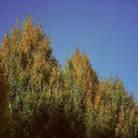 Three full autumn trees rise up in consecutively taller heights under a bright blue sky.