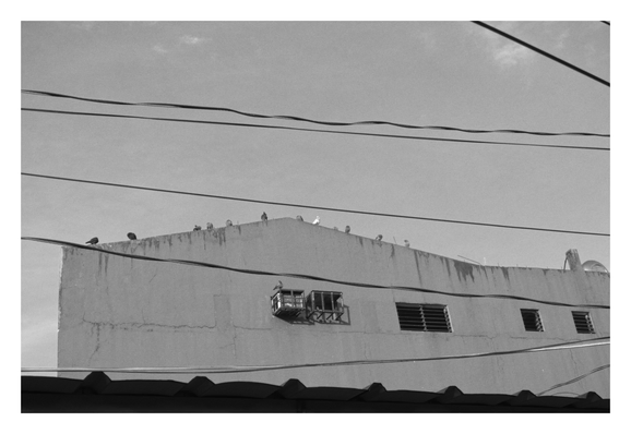 Several pigeons are perched along the roofline of a stark building. The composition is dominated by dark electrical wires that crisscross the frame against a pale sky. The edge of a corrugated roof is visible in the dark foreground. - Google Gemini 2.5 Pro