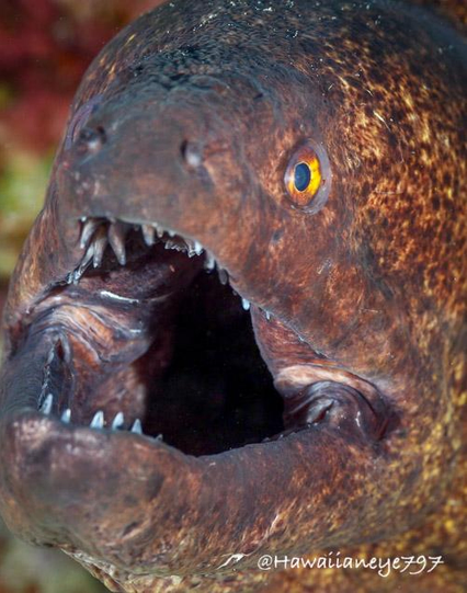 A large brown eel with a head the size of a medium-sized dog with its mouth agape at an underwater reef. It has round yellow eyes and sharp pointed teeth.