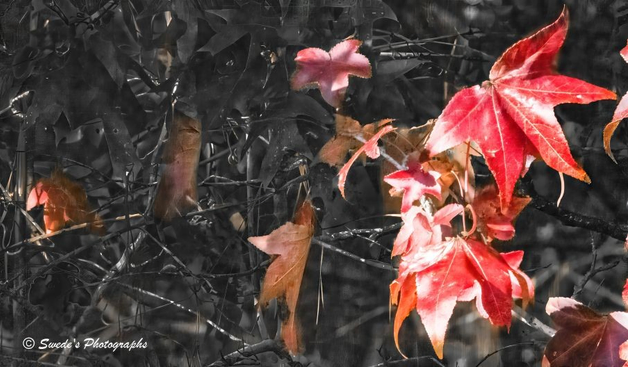 "A cluster of sweetgum leaves bursts into view, glowing with the fiery hues of autumn—scarlet reds and ember oranges—like ceremonial flames suspended in shadow. These star-shaped leaves, with their pointed lobes and crisp edges, seem to hover midair, illuminated by a soft, directional light that gives them a painterly texture.

Behind them, the world dims. The background is rendered in grayscale, a tangle of branches and faded leaves stripped of color, like a memory receding into dusk. This selective coloring creates a stark contrast: the vibrant leaves blaze with life while the surrounding forest appears dormant, almost ghostly.

The composition feels intentional, almost mythic—like a sovereign dispatch from the Ministry of Seasonal Thresholds. The red leaves are not just foliage; they are witnesses to change, emissaries of autumn’s rite of passage. Their vividness suggests urgency, beauty, and the fleeting nature of transformation.

A watermark in the lower left corner reads “© Swede’s Photographs,” anchoring the image in authorship without distracting from its ceremonial clarity." - Microsoft Copilot