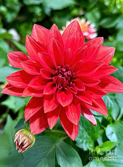 Red Dahlia flower 