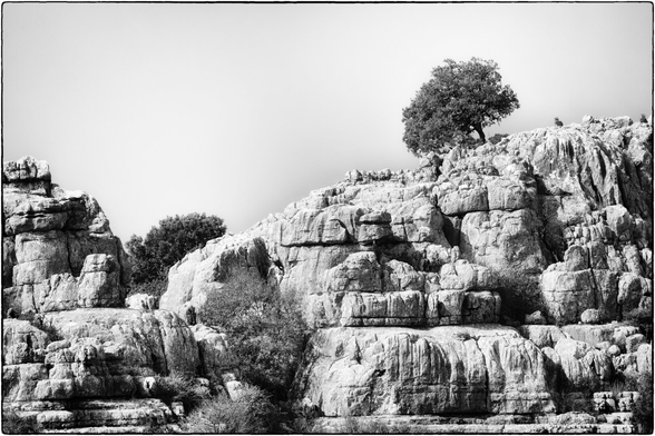 El Torcal de Antequera 
Olivenbaum und zwei Iberische Steinböcke

#NikonZ7II #NikonZ #NIKON Z 7II | 330mm | f/8 | 1/2000s | 18/10/2025

 #hess_photography #photography #fotografie #landscapephotography #landschaftsfotografie #Andalucía #Andalusia #Andalusien #blackandwhite #bnw #bnwmood #BW #Capraibex #ibex #monochrome #rocks #schwarzweiss #Spain #steinbock #Tree