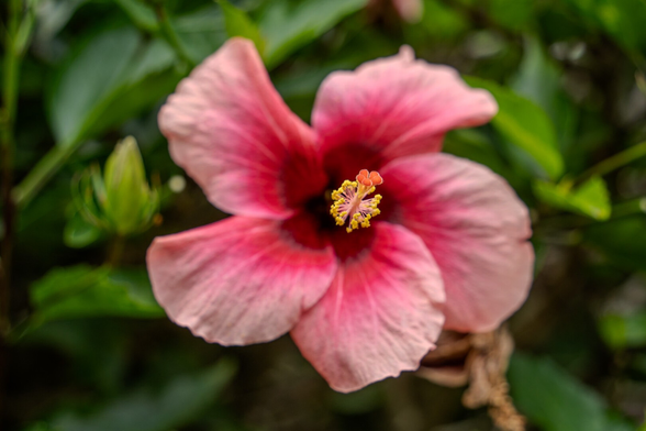 The image features a close-up view of a vibrant pink hibiscus flower. The flower displays five large, delicate petals with a gradient of pink shades, becoming darker towards the center. At the flower's center, a prominent stamen stands out, topped with bright yellow pollen and small red tips. The background is filled with lush green leaves, slightly blurred.