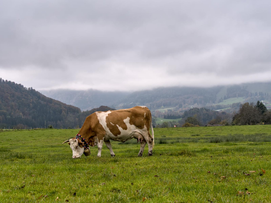 A cow in the foreground standing on a green meadow. The weather is foggy.