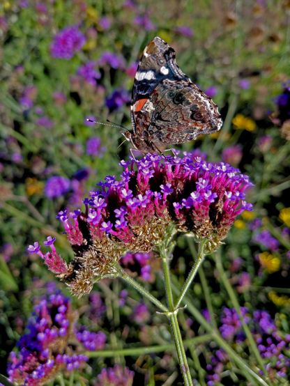 Sunlit verbena flowers frame a red admiral butterfly. The wings shimmer delicate patterns, blending into a blurred garden background.
