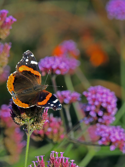 A red admiral butterfly with wings open, perched in sunlight on a verbena flower. The background is a blurry mixture of verbena flowers.