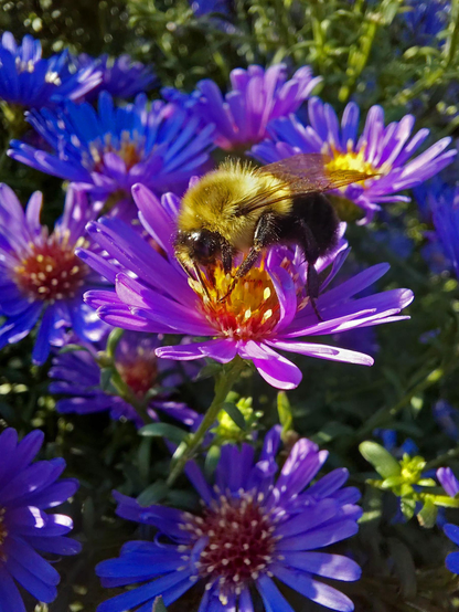 A bumblebee feeds from a sunlit aster flower.