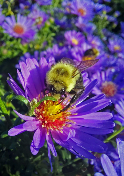 A bumblebee creates a small shadow as it feeds on a sunlit aster flower.