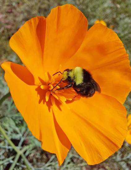 A bumblebee feeds on a luminous California poppy.