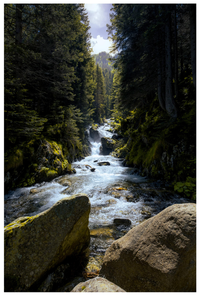 A river flows over rocks through a mountain forest. The midday sun shines through, creating beautiful contrasts between the illuminated river and the dark forest.