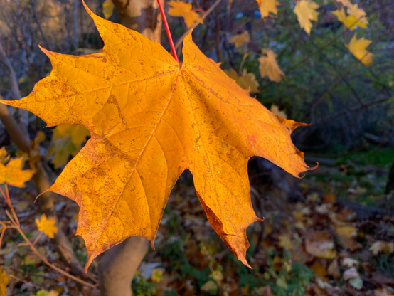 A single maple leaf shining brightly orange, yellow and red.
In the background there are dark green bushes, more yellow maple leaves and brownish leaves on the ground (blurred).