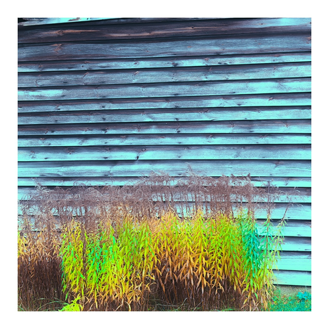 Bretterwand und davor anfänglich verwelkende hohe Pflanzen