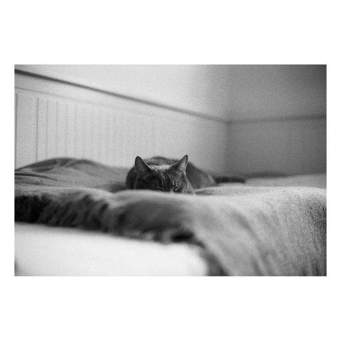 Photo noir et blanc de Meow qui dort sur son pled sur mon lit