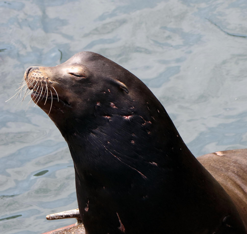 A sea lion dozes off while sitting up on a crowded sea lion dock (not shown) in Newport, OR.