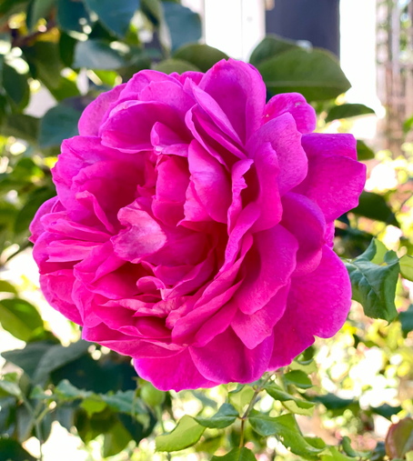 Dark pink rose in full bloom 