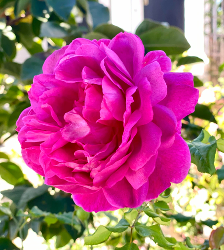 Dark pink rose in full bloom 