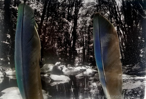 Fotografía en bw de un cauce de riachelo entre rocas y arboles. A cada lado de la fotografía un par de plumas recogidas en el lugar. 