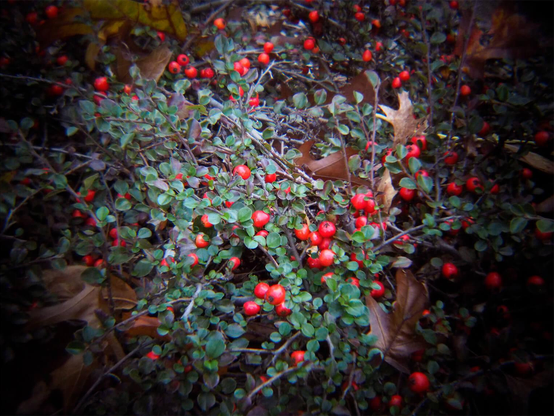 A little plant with small green leaves and small red berries.