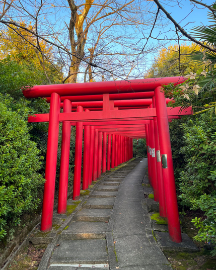 Fila de torii rojos enmarcando un sendero de entrada al templo y rodeados de vegetación.
