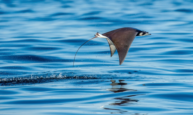 A mobula ray jumps out of the water.