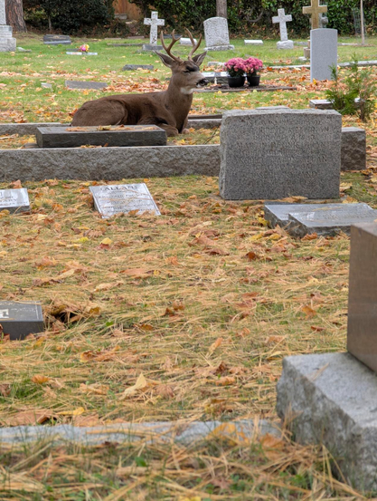 A male deer (buck) lays on-top of a raised grave plot. Tombstones surround him.
The green grass is covered in fallen tree needles.