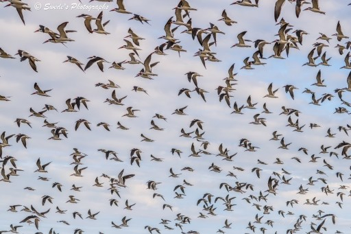 "A vast flock of black skimmers fills the sky in sweeping motion, their wings outstretched like brushstrokes across a canvas of clouds and blue. Each bird is marked by striking black-and-white plumage: dark upperparts, white underbellies, and vivid red-orange beaks that taper into sharp, blade-like tips. Their flight is synchronized yet fluid—some birds banking left, others gliding straight, forming a living tapestry of motion and instinct.

The sky behind them is partly cloudy, with soft white patches drifting across a backdrop of pale blue. The light filters through the clouds, casting a gentle glow that outlines the birds in silhouette and detail. The sheer number of skimmers creates a sense of scale and rhythm—like a murmuration, but with the deliberate grace of long-winged gliders.

Their beaks, specialized for skimming the water’s surface, remain closed in flight, but their presence evokes the coastal rituals they perform below. This moment, captured mid-air, is not just migration—it’s choreography. The photograph freezes a sovereign act of collective movement, a ceremony of wings and wind." - Microsoft Copilot