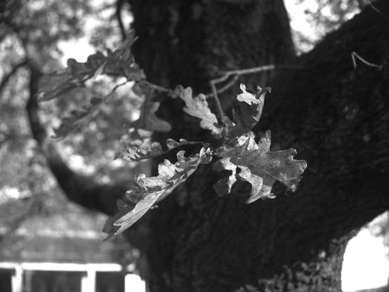 B&W picture of leaves