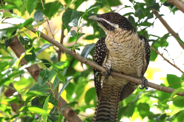 Colour photo of a bird, a female Pacific Koel sitting on a branch.