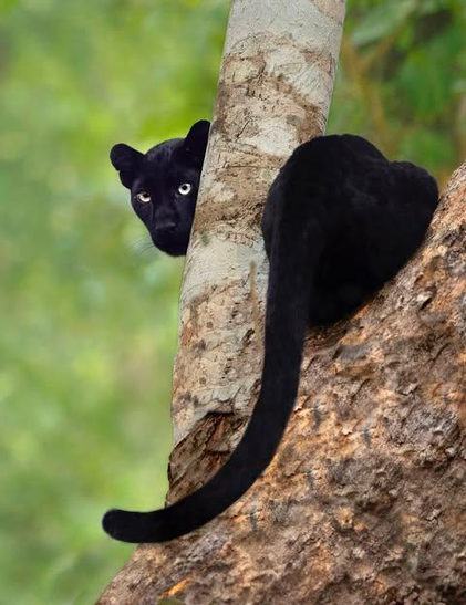 melanistic leopard in a tree