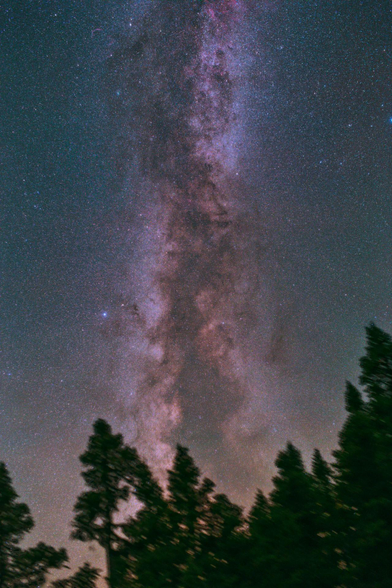 Night time image. There are green fir tree tops in the foreground. Rising above the trees is a starry sky with the Milky Way rising up at center of image. The dark lanes (dust obscuring starlight) of the Milky Way are evident. The Milky Way is brightest and slight yellow colour near the bottom and somewhat more blue towards the top of image.