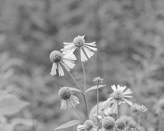 Monochrome image of flowers that have great big spherical discs and sporadic ray flowers with masses of blurry angular foliage in the background
