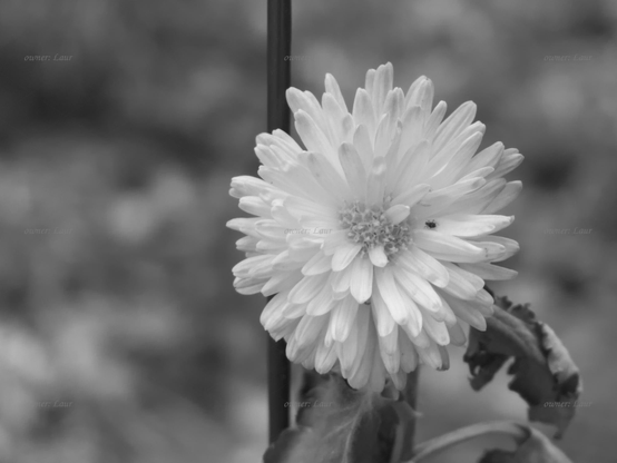 Flower, closeup, black and white, photo