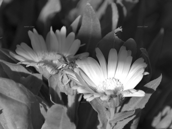 Flowers, closeup, black and white, photo