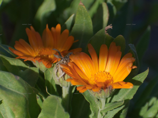 Flowers, closeup, color, photo