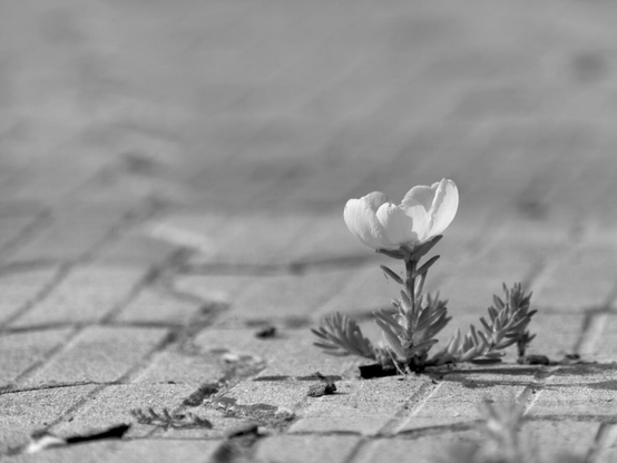 Flower, black and white, photo