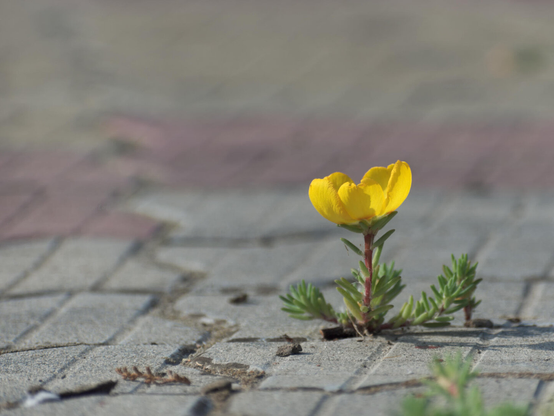 Flower, color, photo