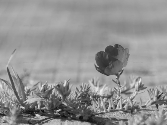 Flower, black and white, photo