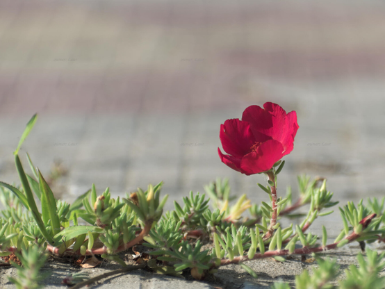 Flower, color, photo