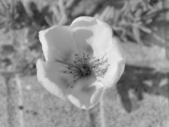 Flower, closeup, black and white, photo