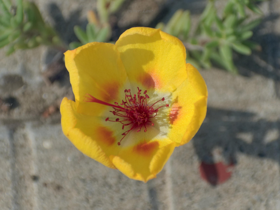 Flower, closeup, color, photo