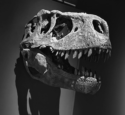 Black and white close-up of a Tyrannosaurus Rex skull. The fossilized skull is open-mouthed, revealing rows of sharp, jagged teeth. The bone is textured and weathered, exhibiting holes and a rough surface. The skull is positioned against a contrasting, dark background that accentuates its features and intricate details.