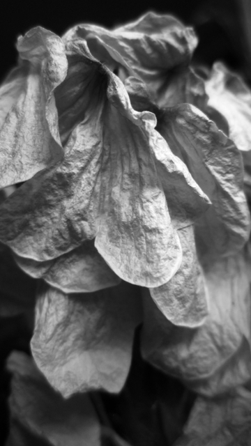Fotografía macro en blanco y negro de una flor marchita