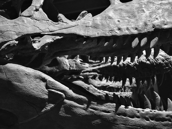 Black and white close-up photo of Tyrannosaurus skull fossils featuring multiple rows of sharp teeth.