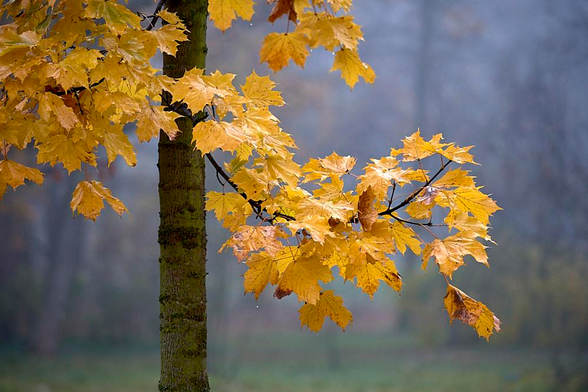 On the left, a slender tree trunk frames a cluster of maple leaves in their autumn glory. The foliage glows yellow, speckled with brown and sporting curled edges that suggest wear and tear from the late season. The branch arcs from the trunk to the centre-right of the image, bearing overlapping, palm-shaped leaves with sharply pointed lobes that catch the soft, overcast light. Tiny water droplets cling to several leaf tips and a thin twig, suggesting recent rain or mist, and imparting a delicate, wet sheen to the surfaces. The background is an even, blurry wash of cool blue-grey and muted green, creating a calm, misty backdrop against which the warm leaves stand out in high contrast.