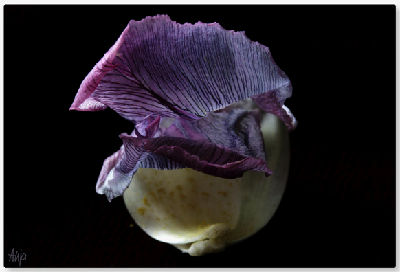 Nahaufnahme einer leicht verwelkten lilafarbenden Tulpenblüte von vorn. Der Fokus liegt auf dem vorderen Blatt mit den kontrastreichen Strukturen.Der hintere Blütenteil ist weißlich-gelblich. Der Rest des Bildes ist schwarz. 

Close-up of a slightly wilted purple tulip flower from the front. The focus is on the front leaf with its contrasting textures. The rear part of the flower is whitish-yellowish. The rest of the image is black. 