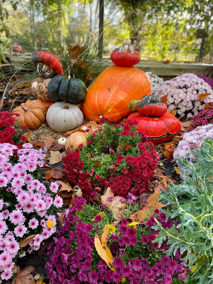 Mise en place de cucurbitacées dans les parterres de la ville