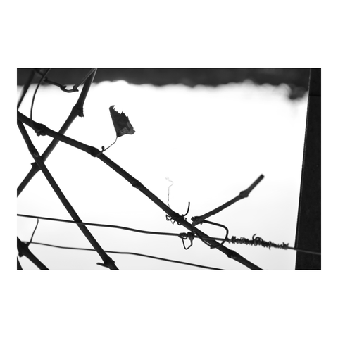 Tangle of vine shoots and wires. (Version françæ) Enchevêtrement de sarments et de fils de vigne.