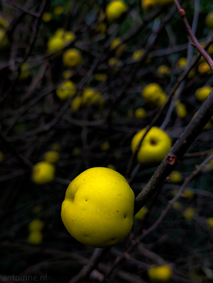 Bright yellow fruit in sharp focus, attached to dark, bare branches. The background is dark, blurred, and consists of a dense network of dark brown to black branches and twigs.

The overall palette is dominated by the yellow of the fruits against the deep, somber darkness of the branches and background. This high contrast creates a dramatic and slightly moody atmosphere.