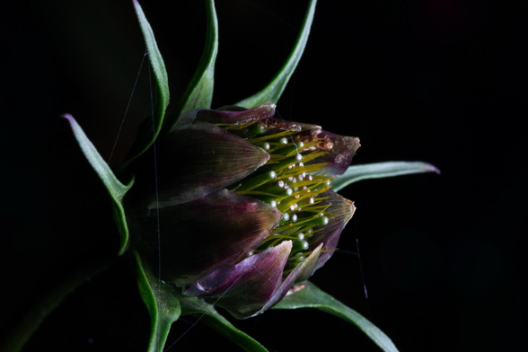 A photo of a flower against a black background. It’s amazingly complex. The are eight thin green leaves at the back. There are eight purple petals surrounding the center like a cupped hand. In the center are many many many little stalks sticking right to the edge of the petals. Almost looks like it is looking at the sun. Which is what it is doing. 